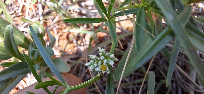 Limeum sulcatum var. sulcatum photo 4