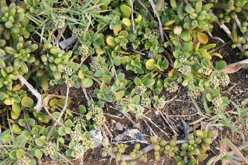 Limeum telephioides var. telephioides