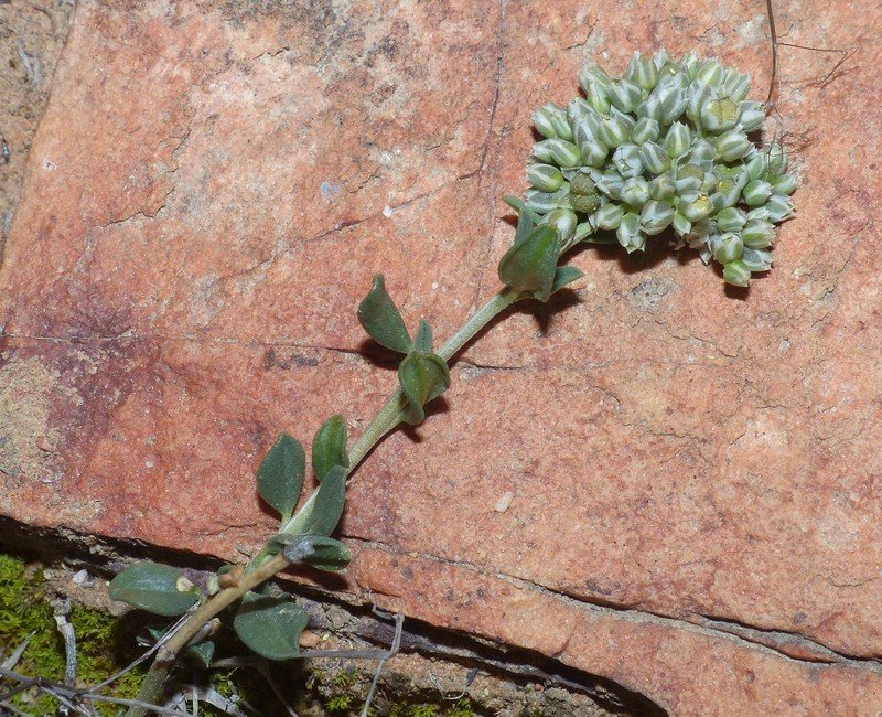 Limeum telephioides var. telephioides photo 2