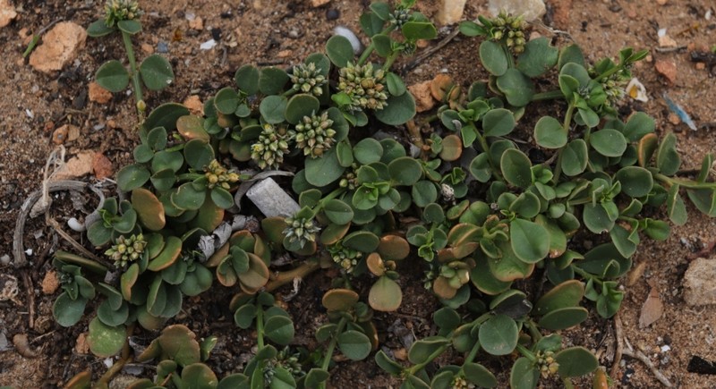Limeum telephioides var. telephioides photo 3
