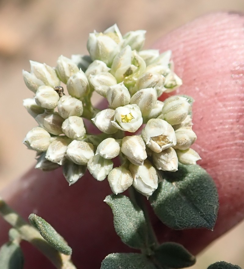 Limeum telephioides var. telephioides photo 4