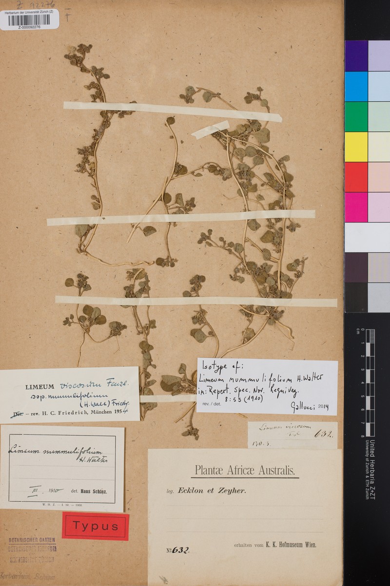 Limeum viscosum subsp. nummulifolium