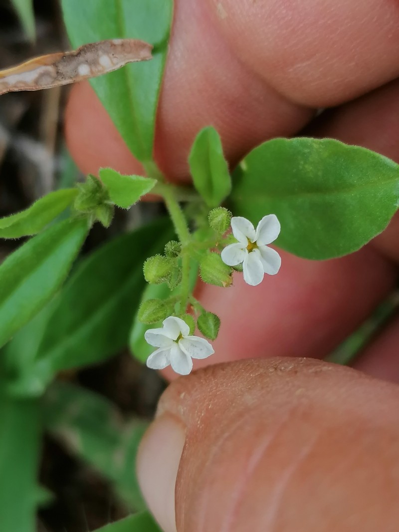 Limeum viscosum subsp. transvaalense
