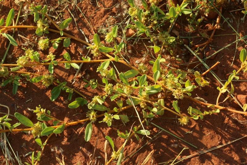 Limeum viscosum subsp. transvaalense photo 2