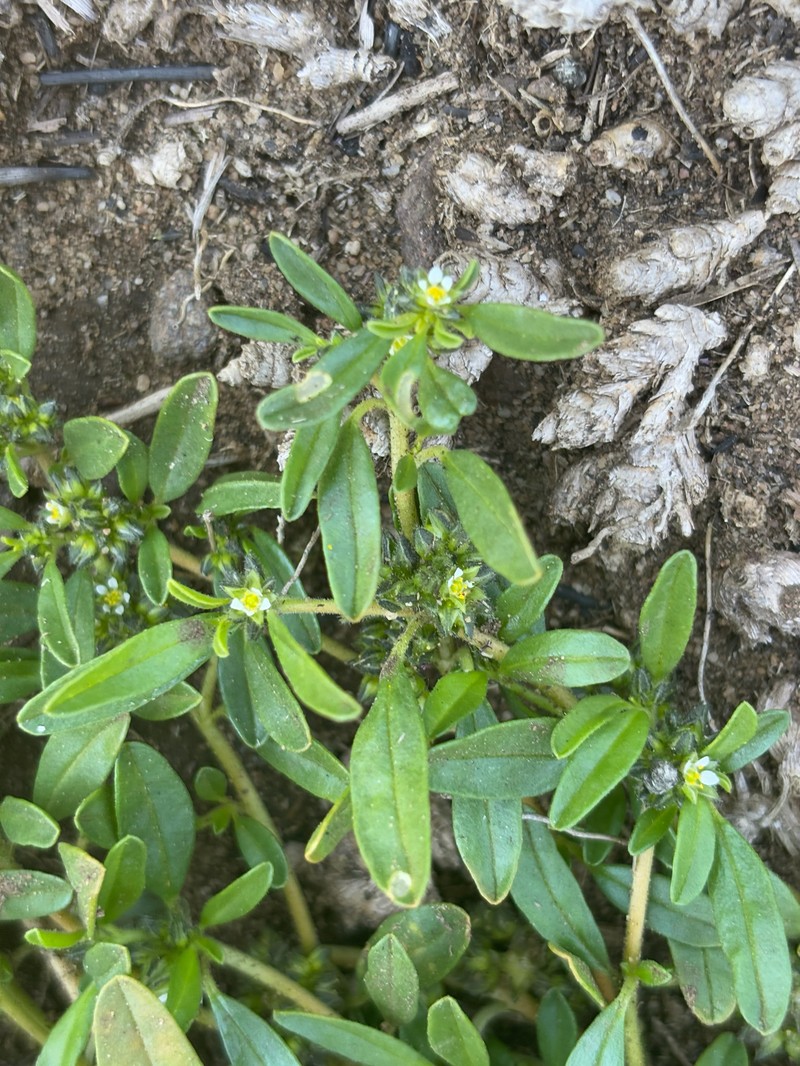 Limeum viscosum subsp. transvaalense photo 3