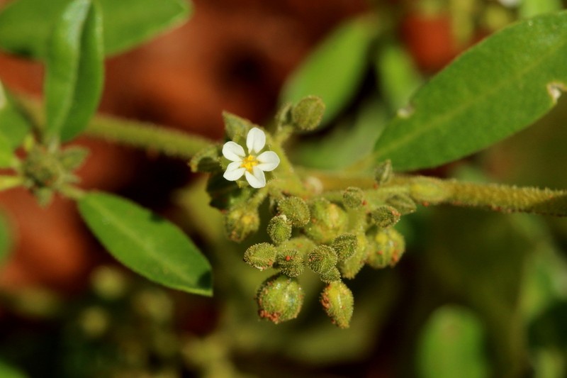 Limeum viscosum subsp. transvaalense photo 4