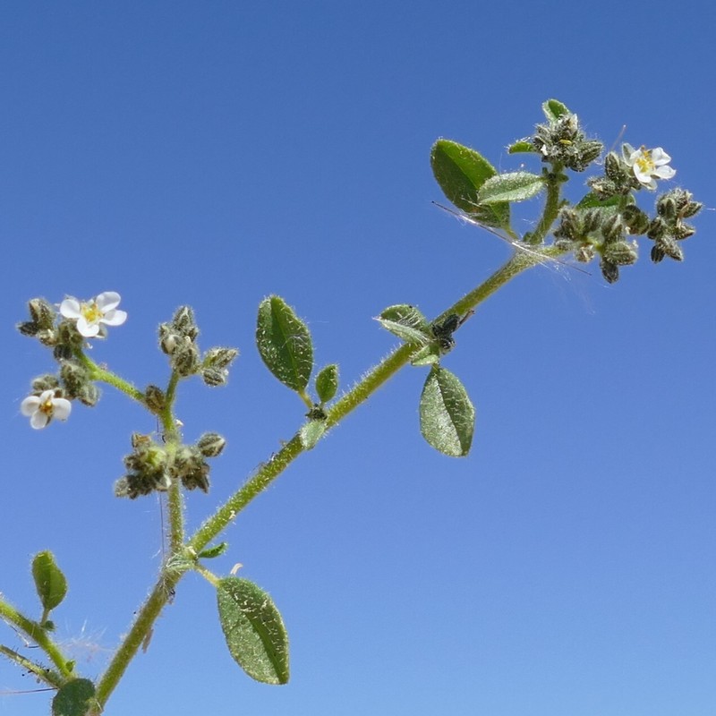 Limeum viscosum subsp. viscosum