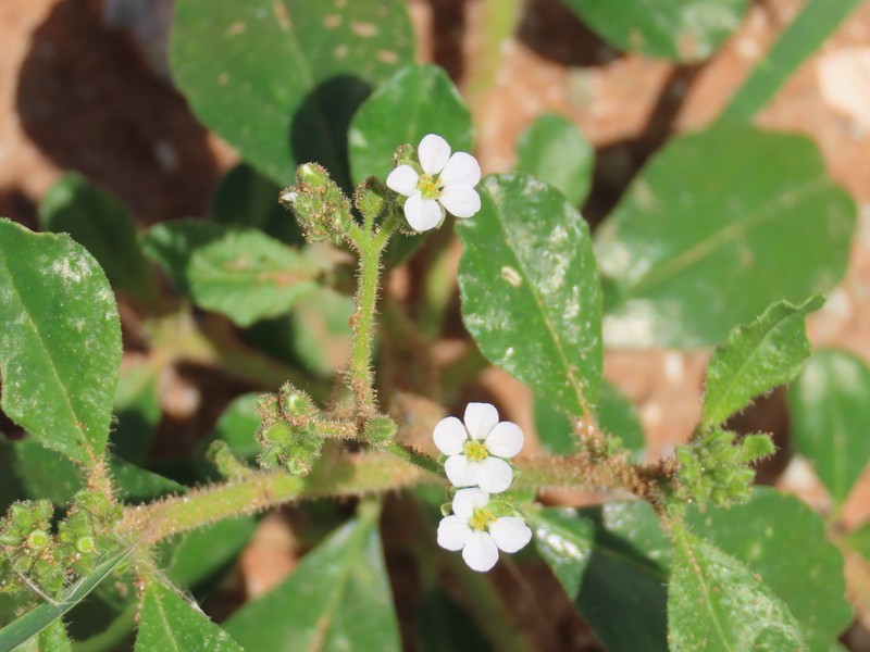 Limeum viscosum subsp. viscosum photo 2