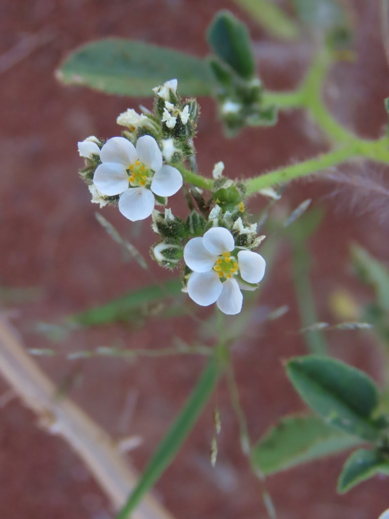 Limeum viscosum subsp. viscosum photo 3