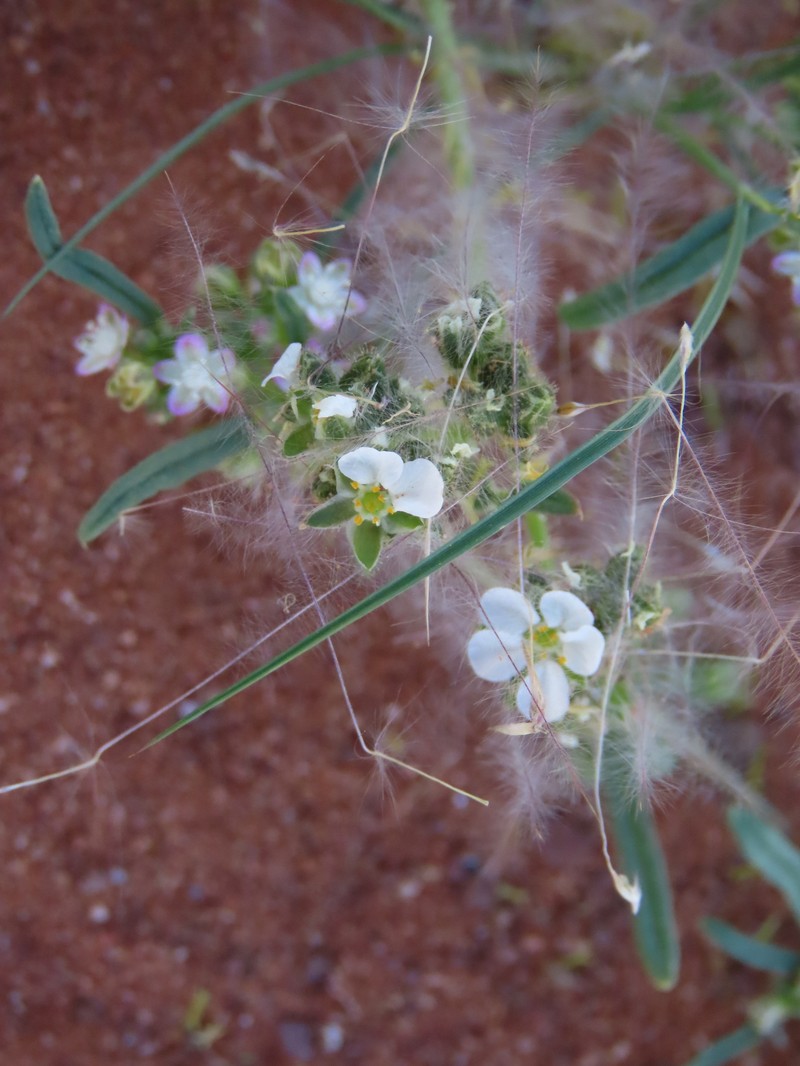 Limeum viscosum subsp. viscosum photo 4