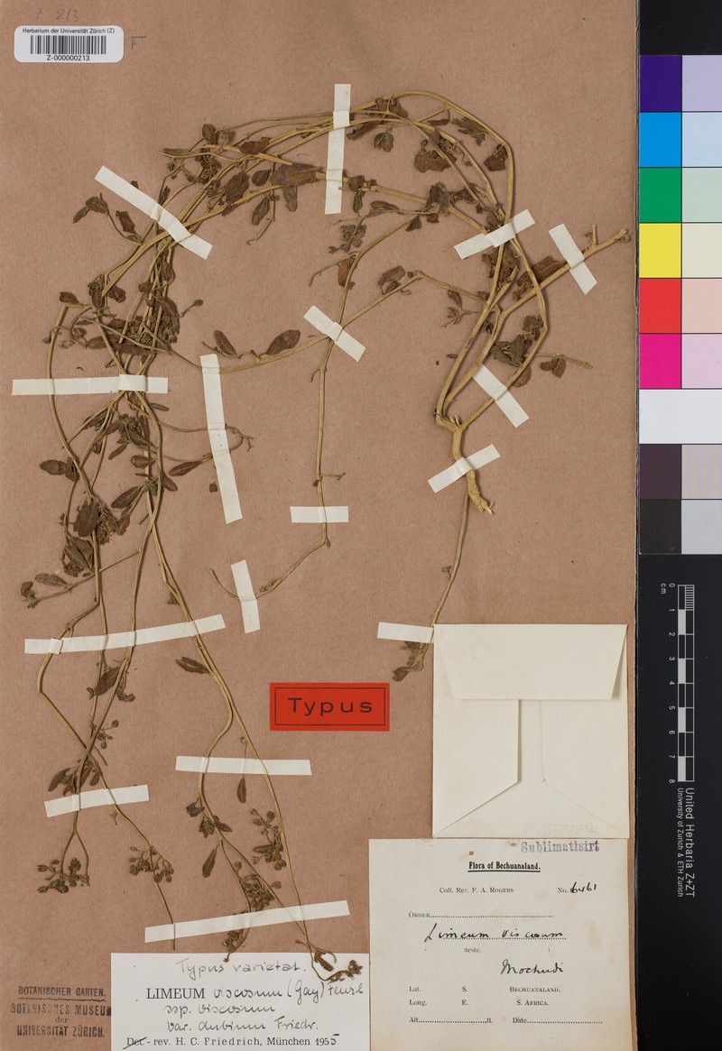 Limeum viscosum var. dubium