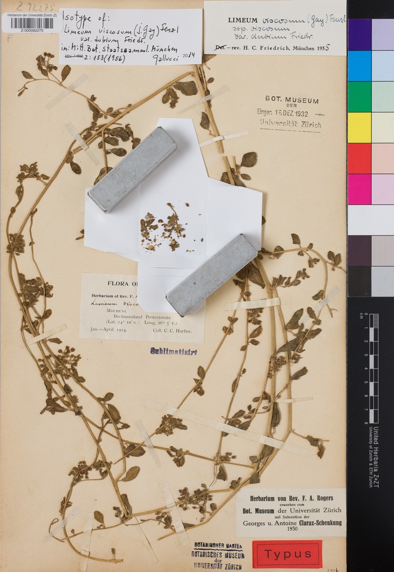 Limeum viscosum var. dubium photo 2