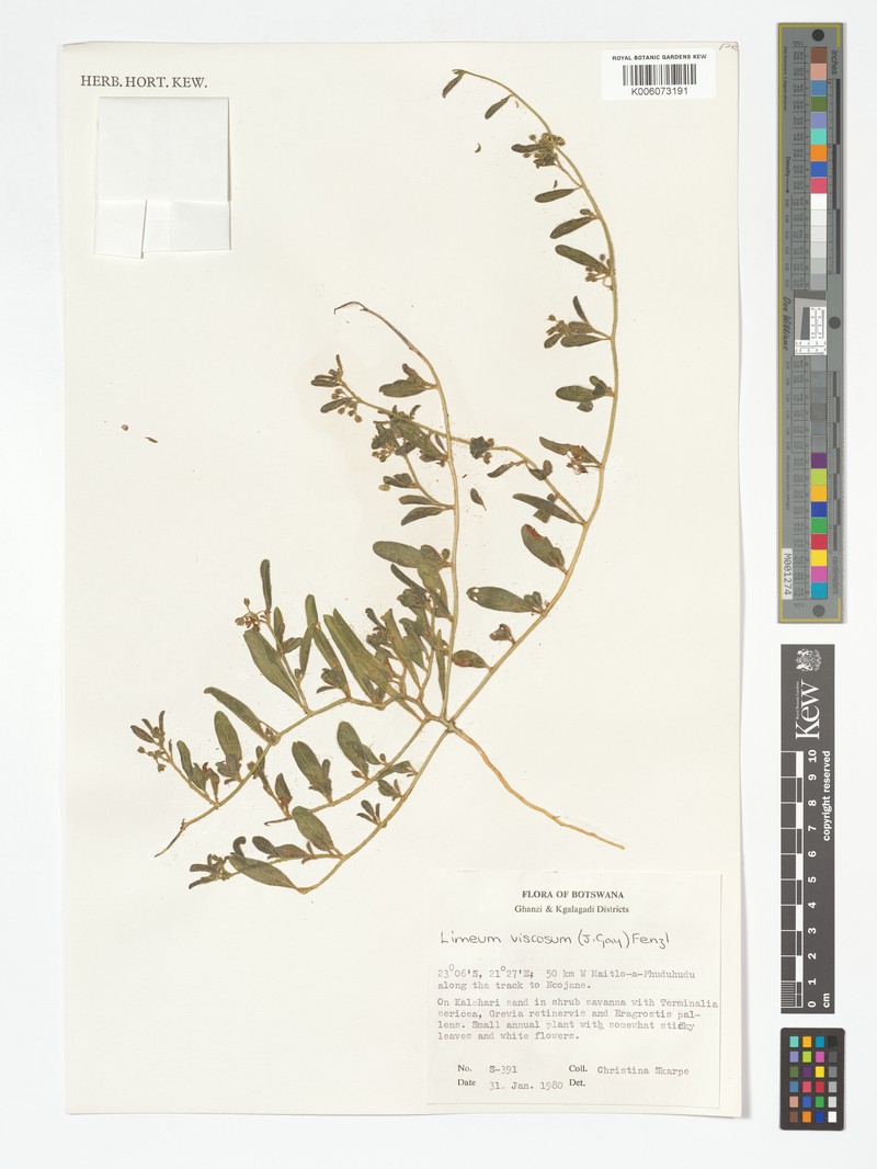 Limeum viscosum var. glomeratum