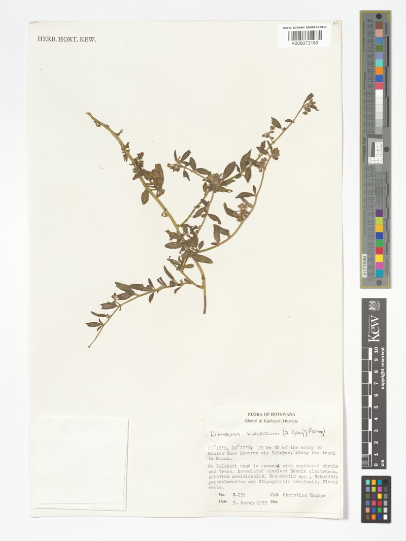 Limeum viscosum var. glomeratum photo 2