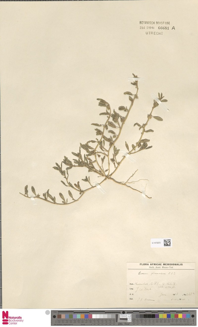 Limeum viscosum var. glomeratum photo 3