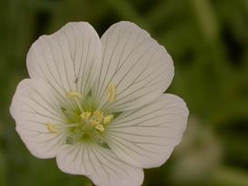White Meadowfoam