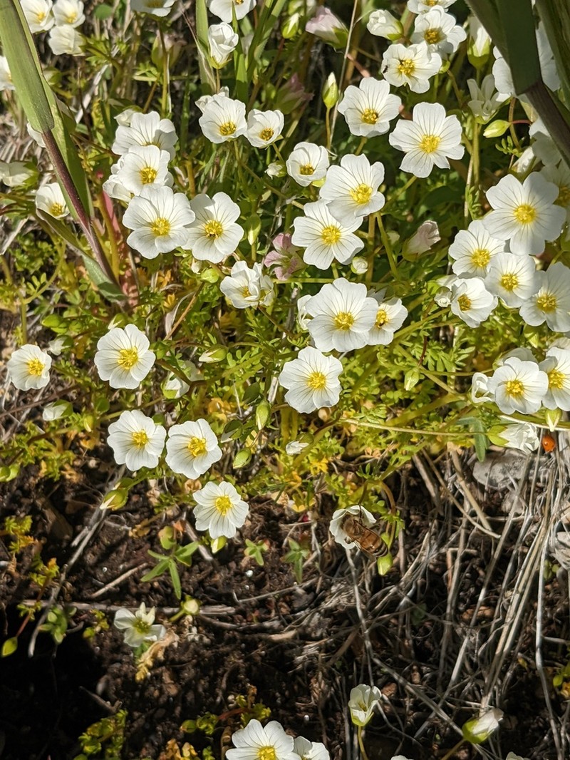 White Meadowfoam photo 2