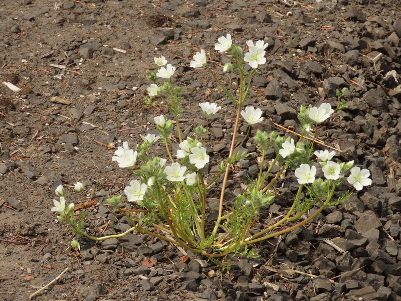 White Meadowfoam photo 3