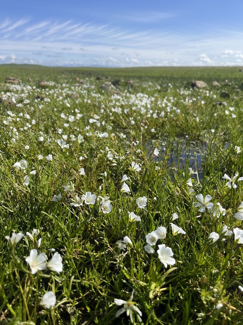 White Meadowfoam photo 4