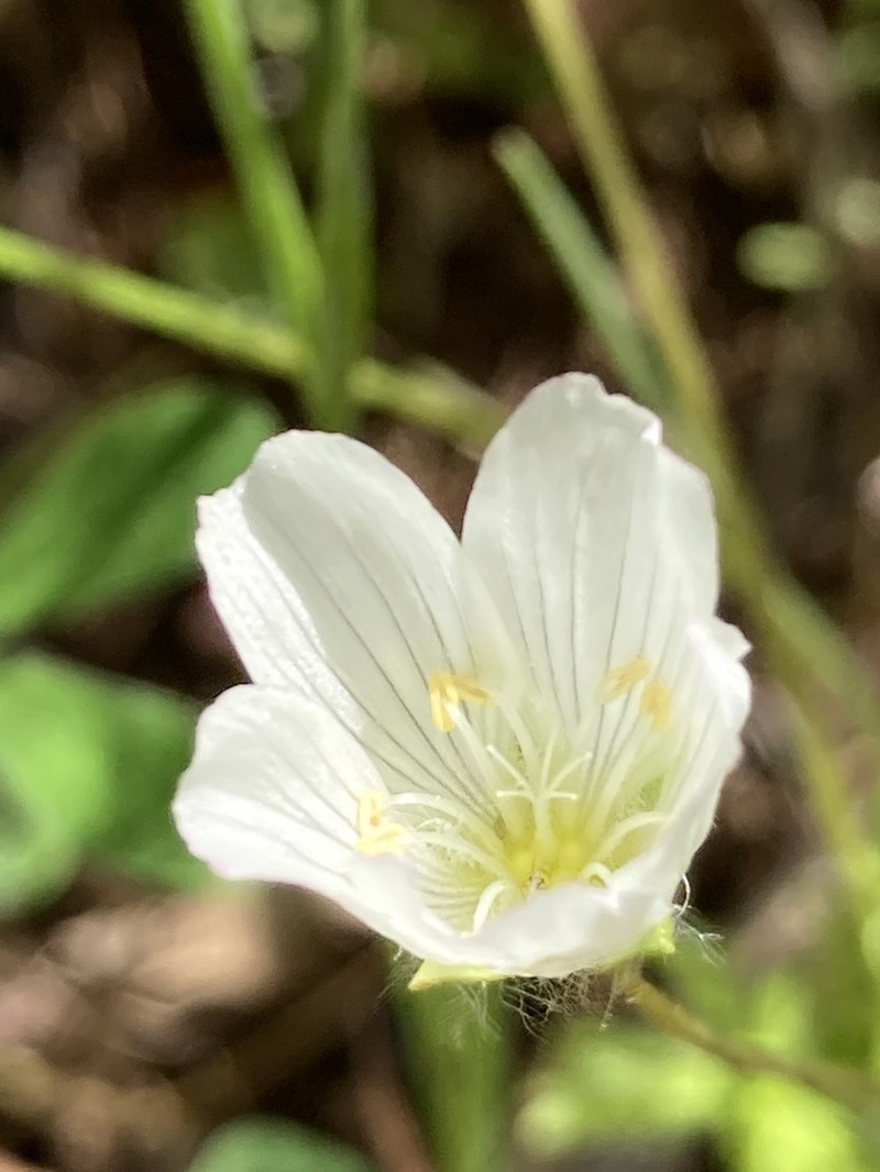 White Meadowfoam photo 5