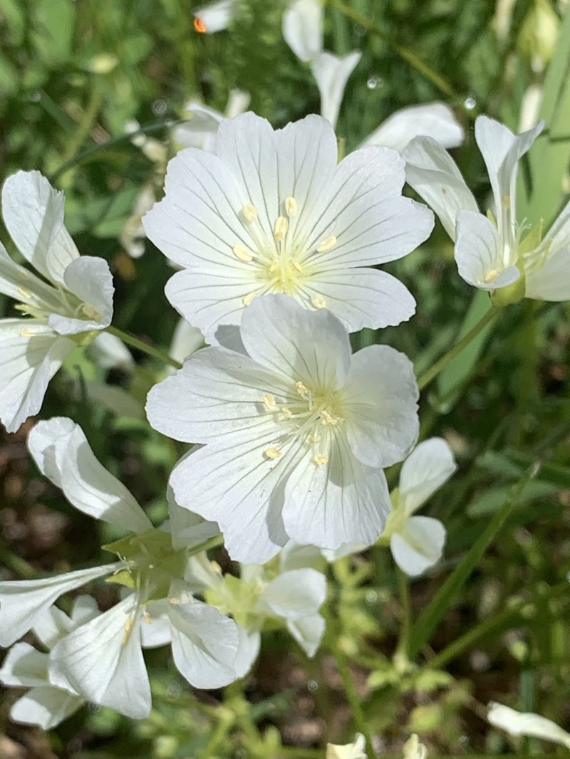 White Meadowfoam photo 6