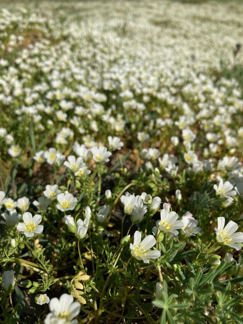 White Meadowfoam photo 7