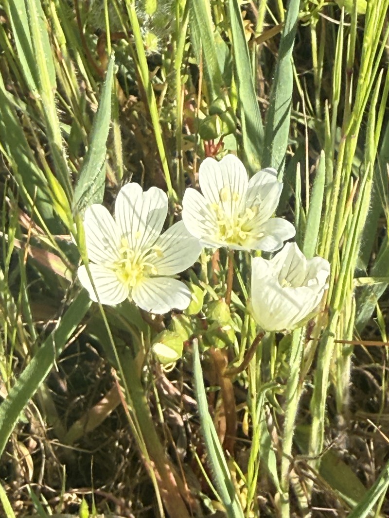 Limnanthes alba subsp. alba