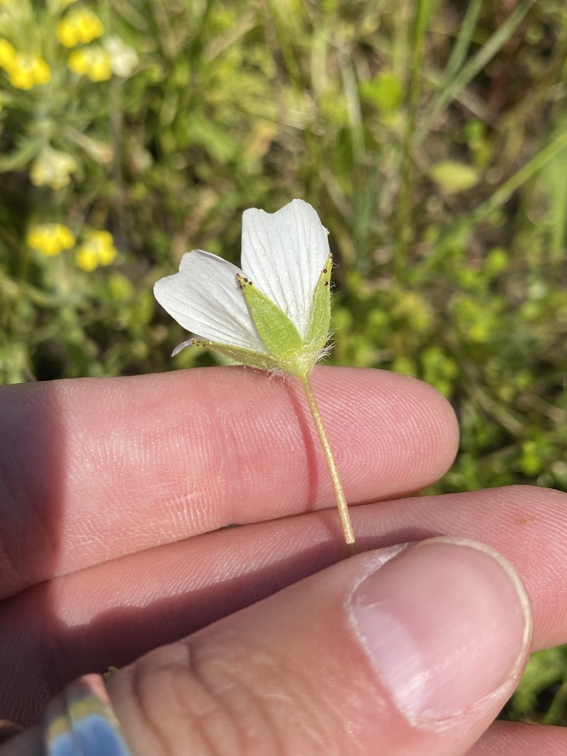 Limnanthes alba subsp. alba photo 2