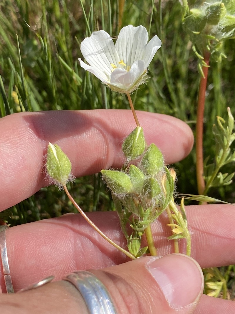 Limnanthes alba subsp. alba photo 3
