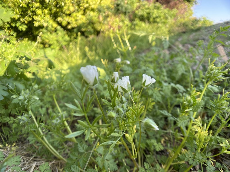 Limnanthes alba subsp. alba photo 4