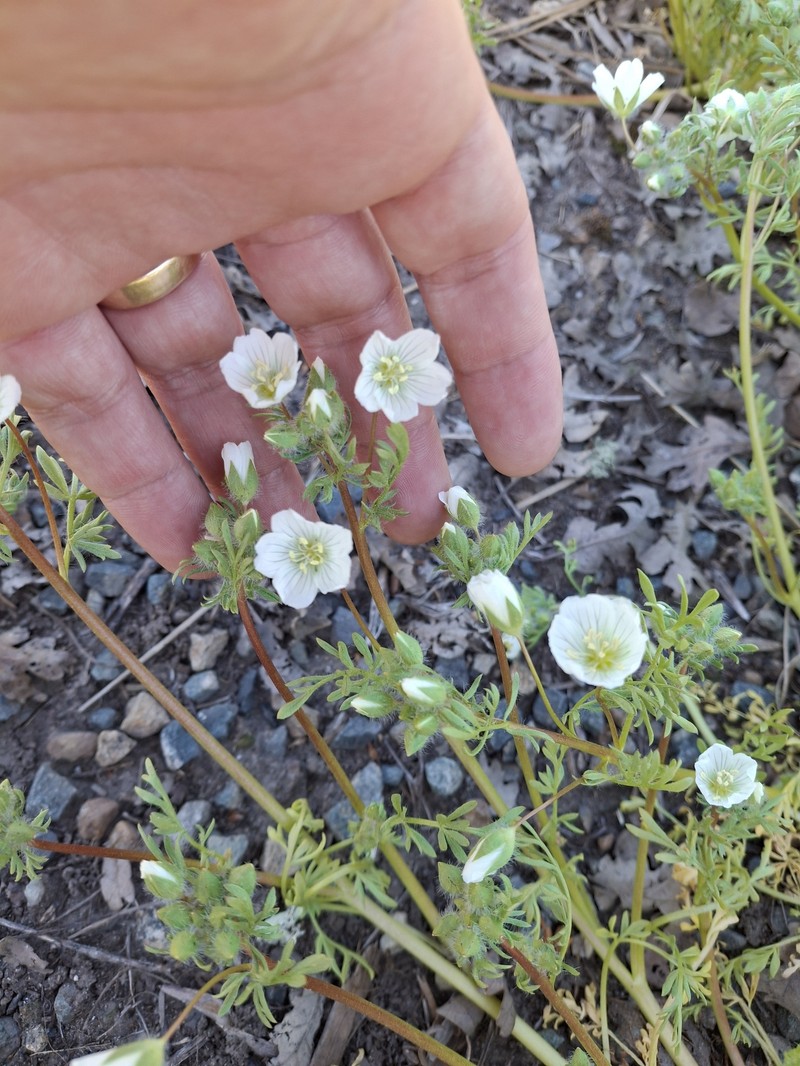 Limnanthes alba subsp. alba photo 5