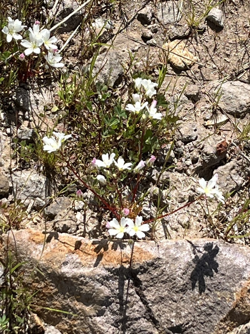 Limnanthes alba subsp. alba photo 6