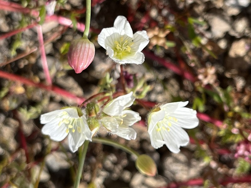 Limnanthes alba subsp. alba photo 8