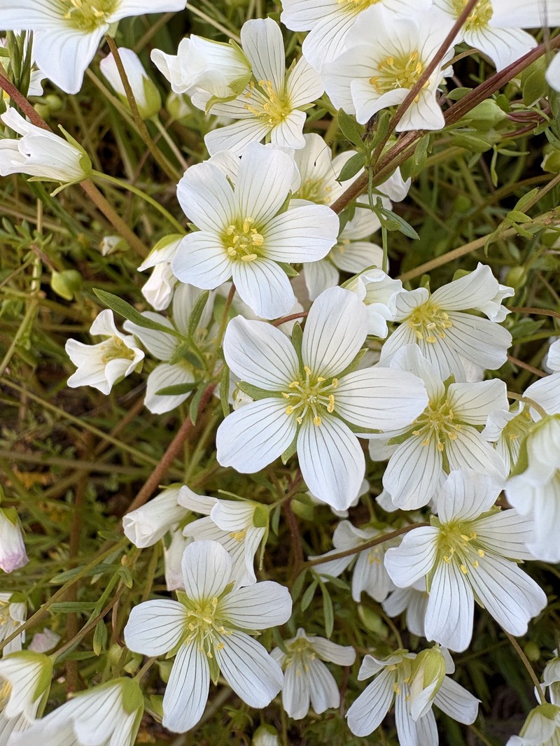 Slender Meadowfoam