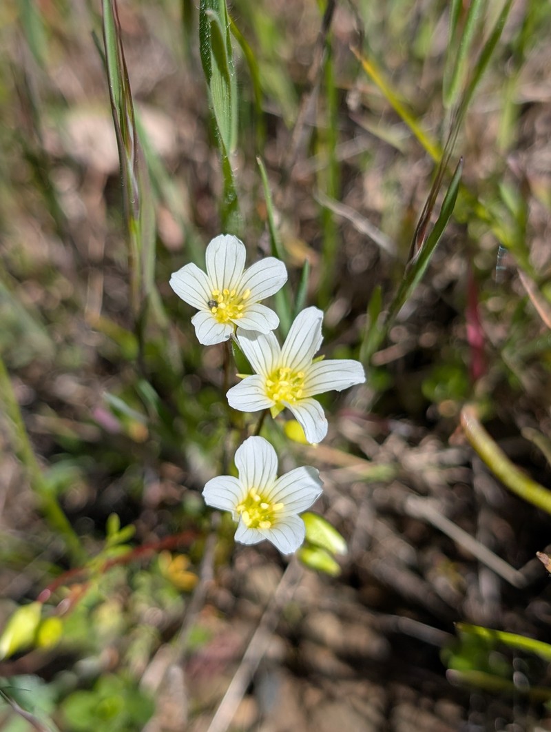 Slender Meadowfoam photo 2