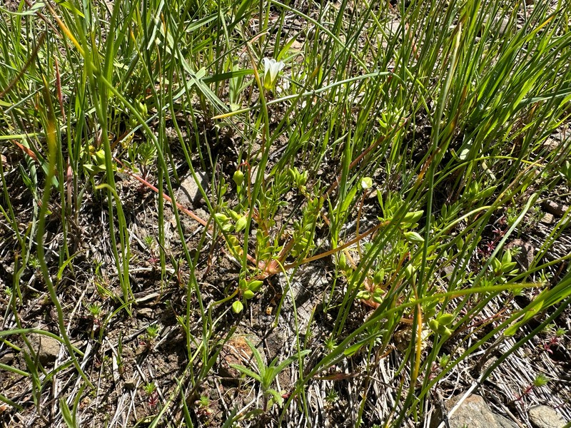 Slender Meadowfoam photo 3