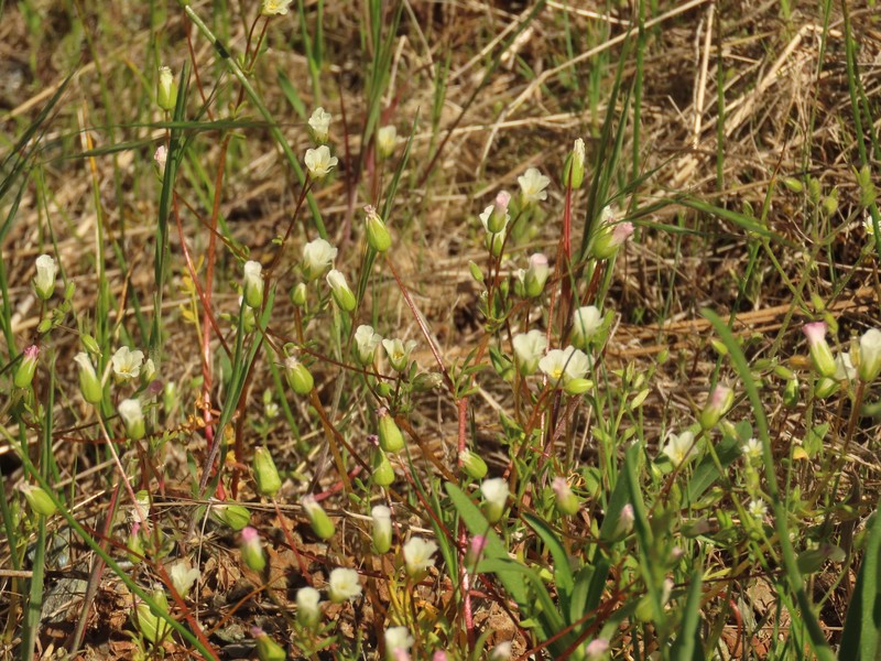Slender Meadowfoam photo 4
