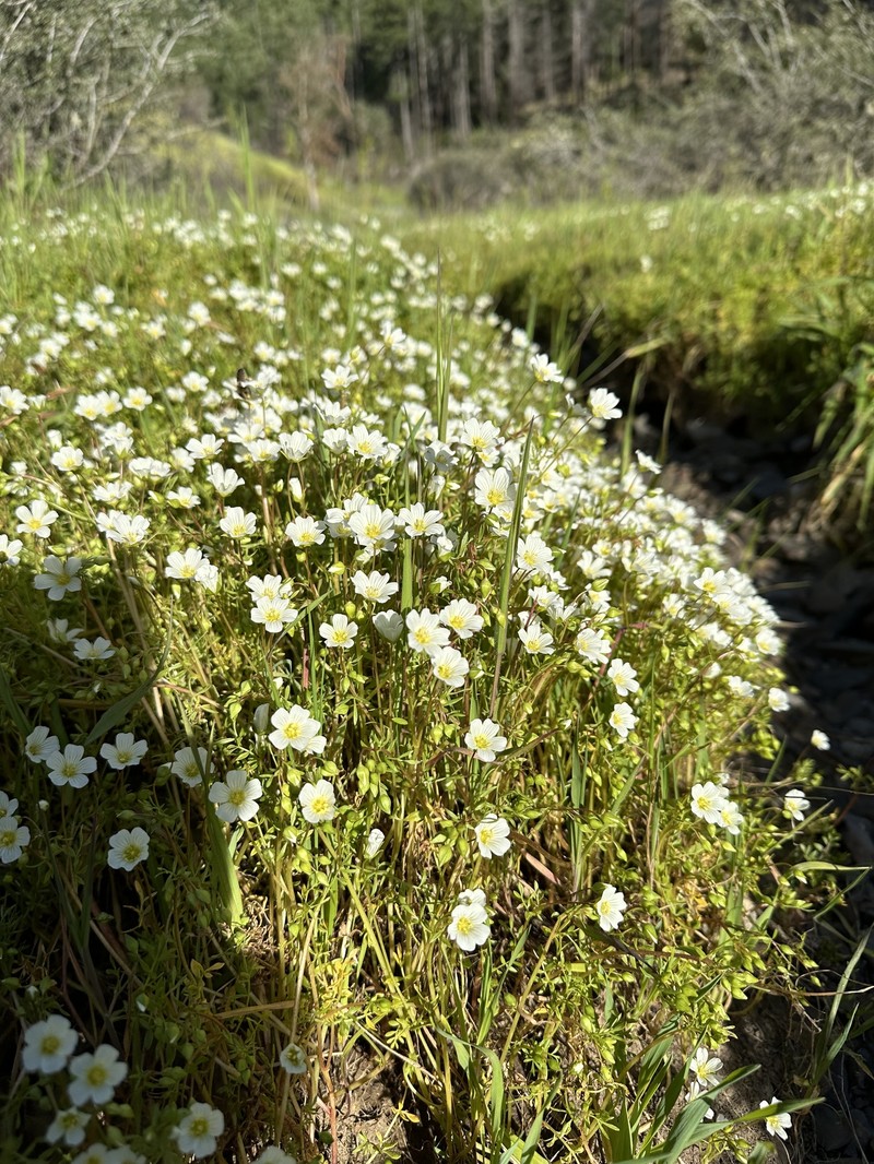 Slender Meadowfoam photo 5