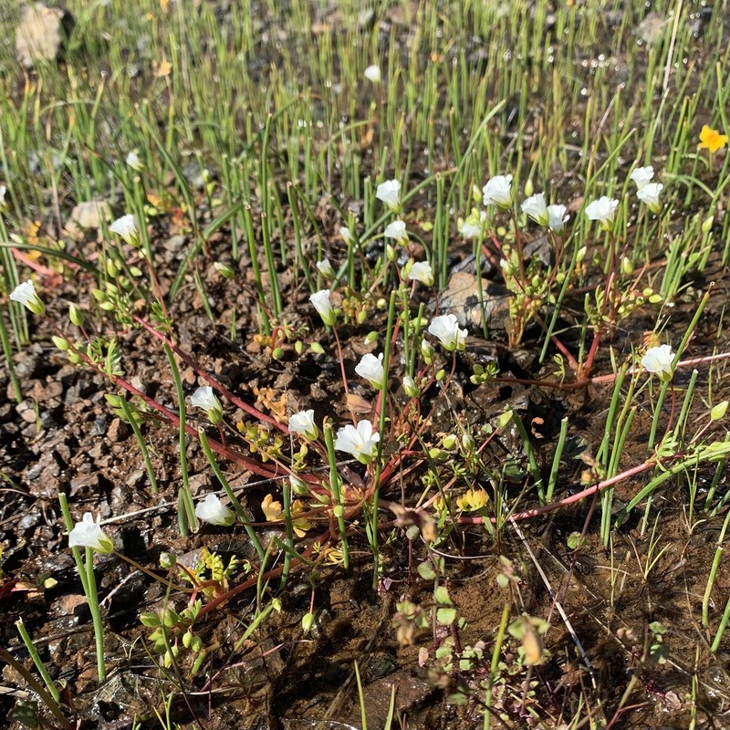 Slender Meadowfoam photo 6