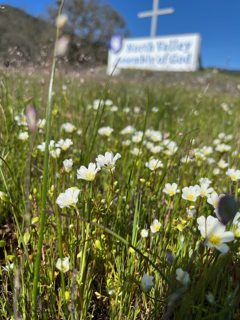 Slender Meadowfoam photo 7