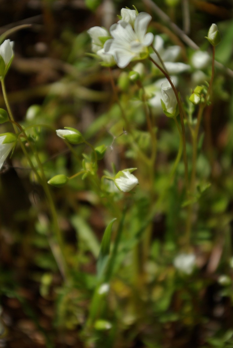 Slender Meadowfoam photo 8