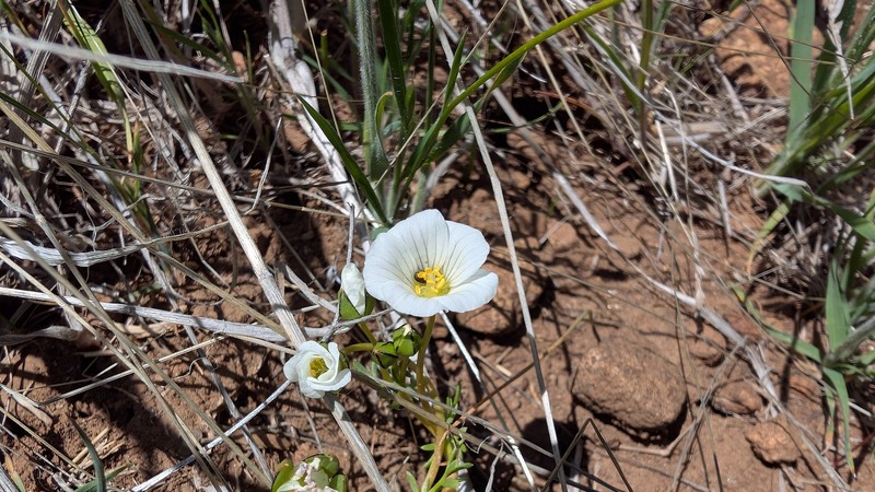 Limnanthes alba subsp. parishii