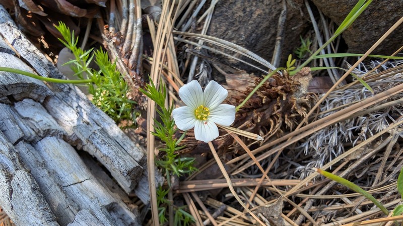 Limnanthes alba subsp. parishii photo 2