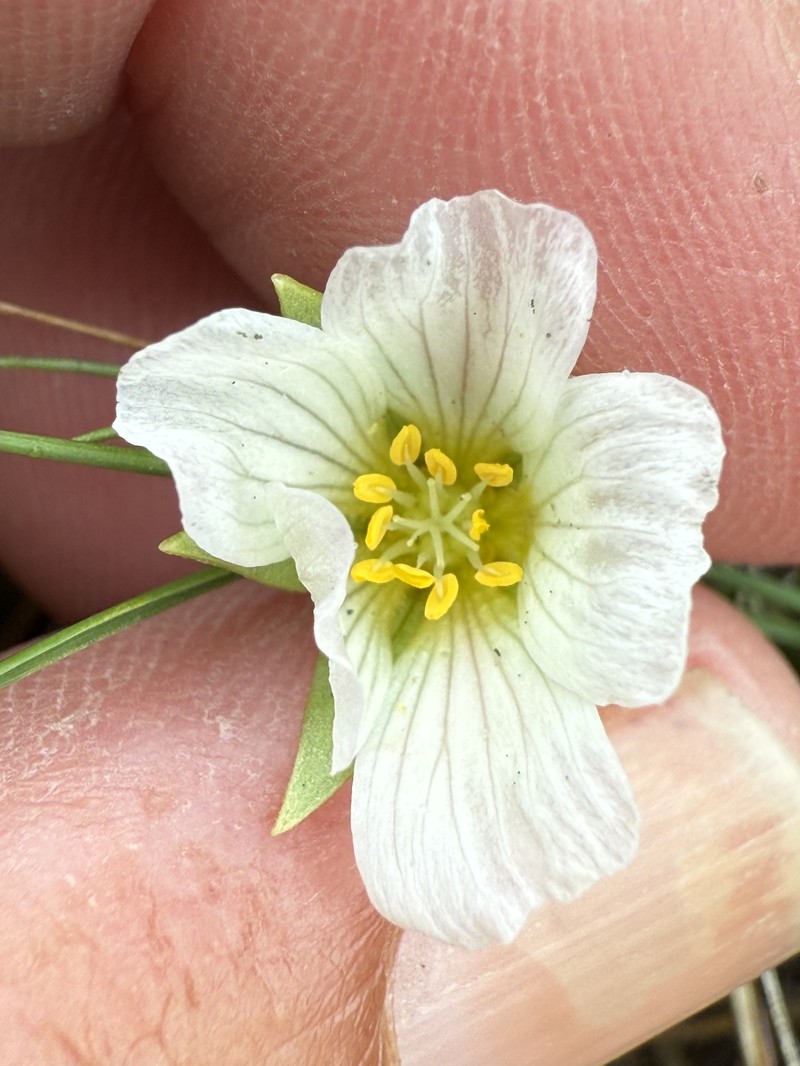Limnanthes alba subsp. parishii photo 3