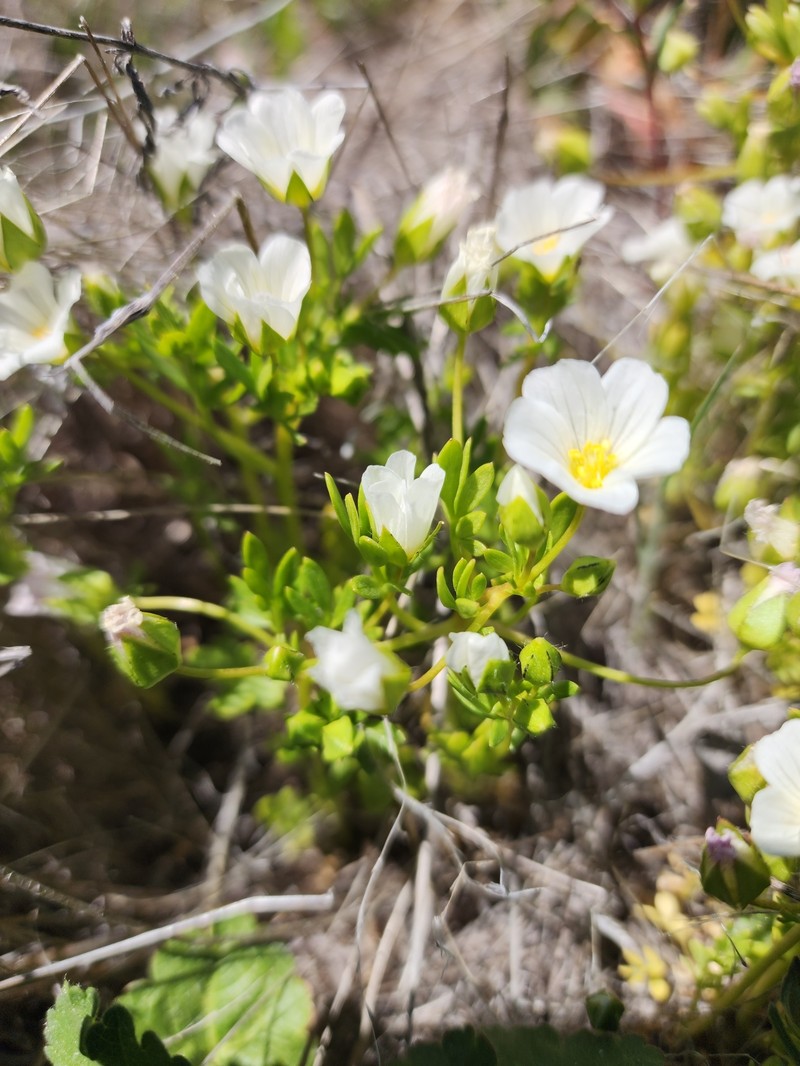 Limnanthes alba subsp. parishii photo 4