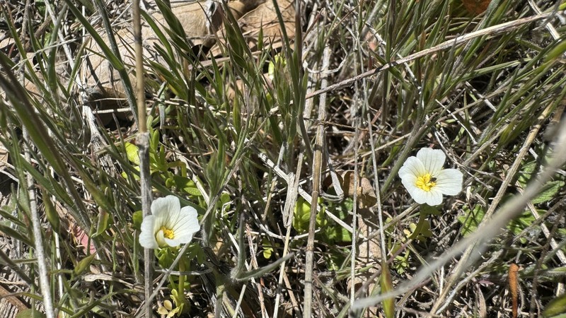 Limnanthes alba subsp. parishii photo 5
