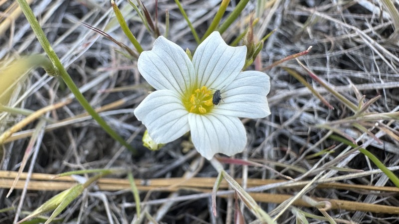 Limnanthes alba subsp. parishii photo 6