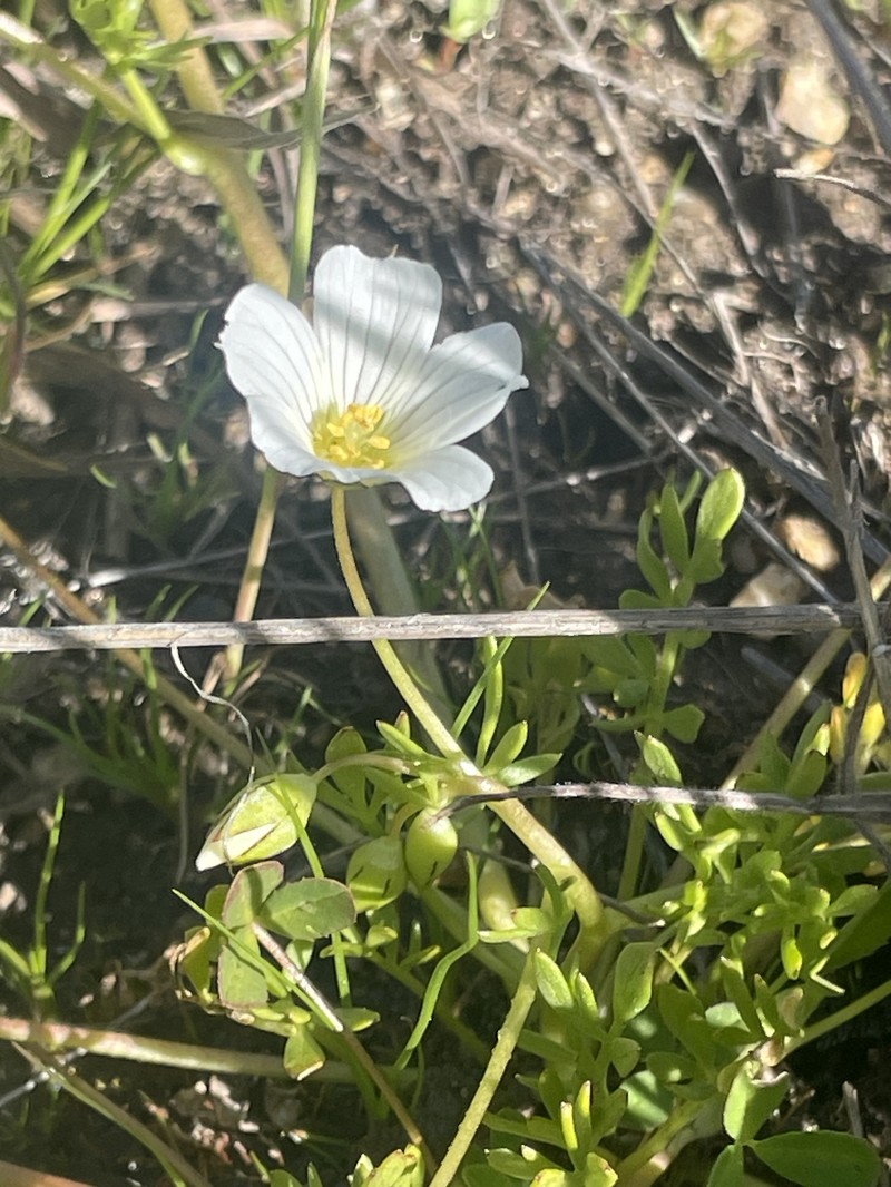 Limnanthes alba subsp. parishii photo 7