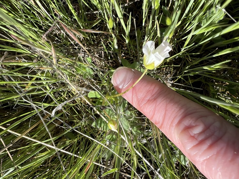Limnanthes alba subsp. parishii photo 8