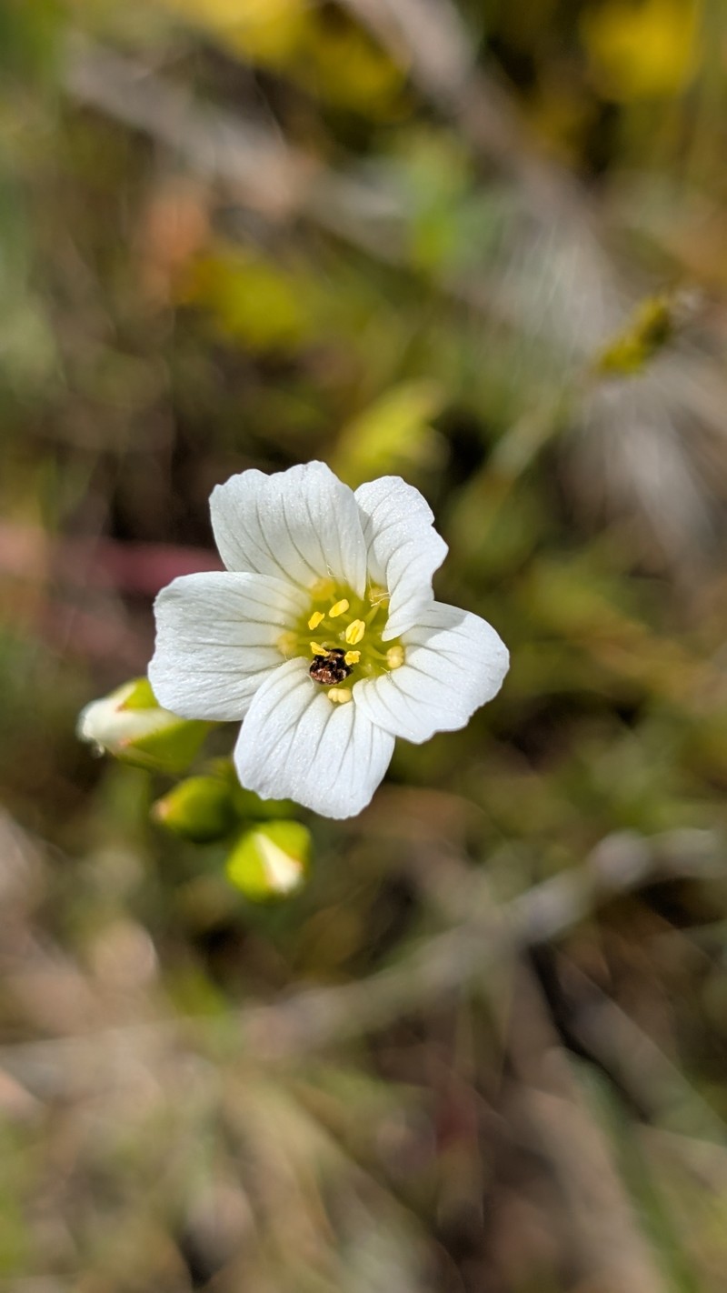 Limnanthes alba subsp. versicolor